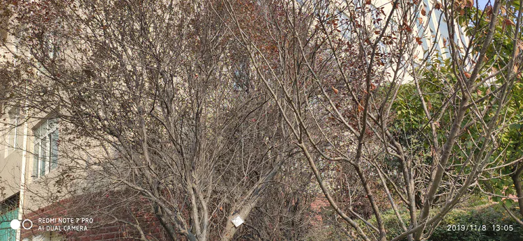 陪你一起看湖北省广水一中①——走进植物王国