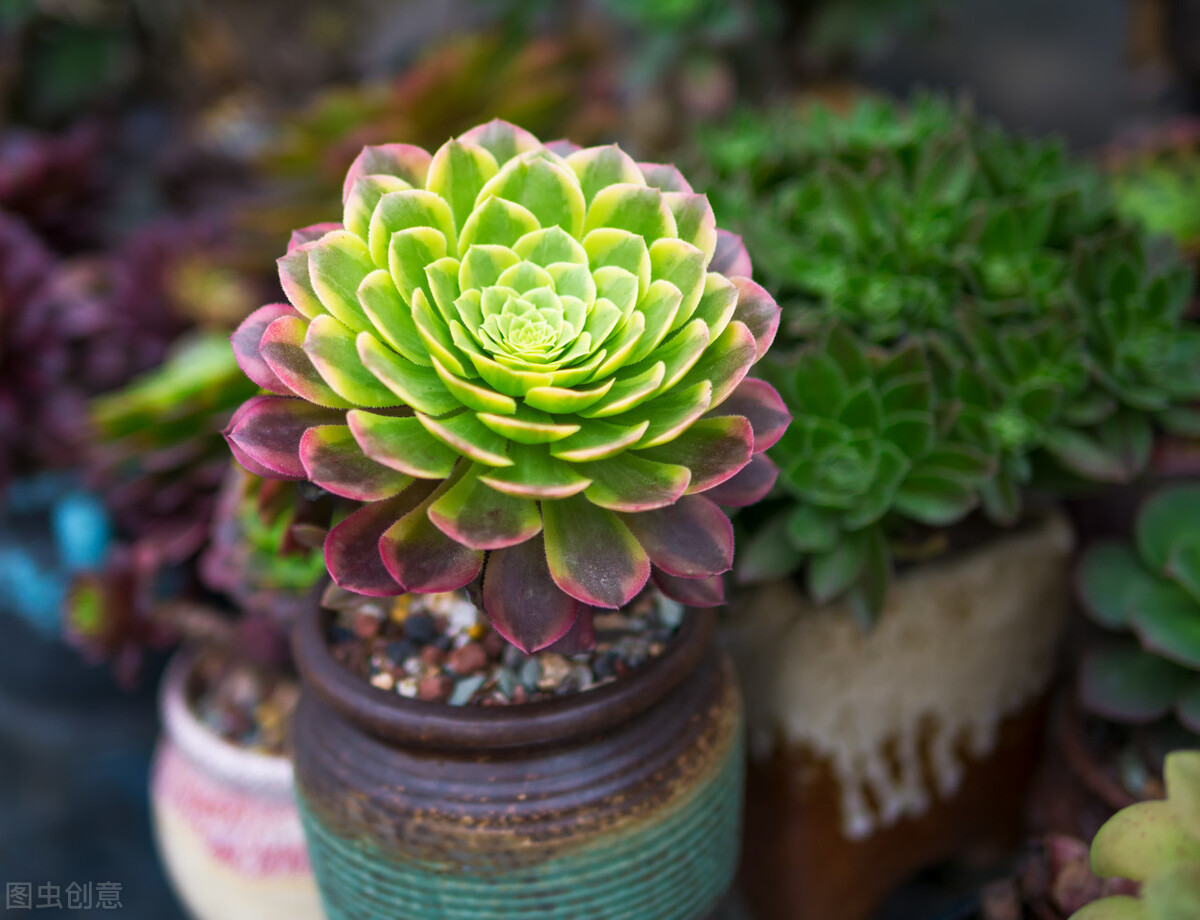 多肉莲花掌,保持株型紧凑,这些养护技巧要注意