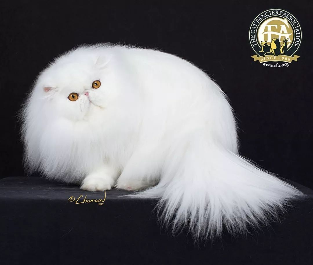 十大名猫闪亮登场，看看你最喜欢哪种