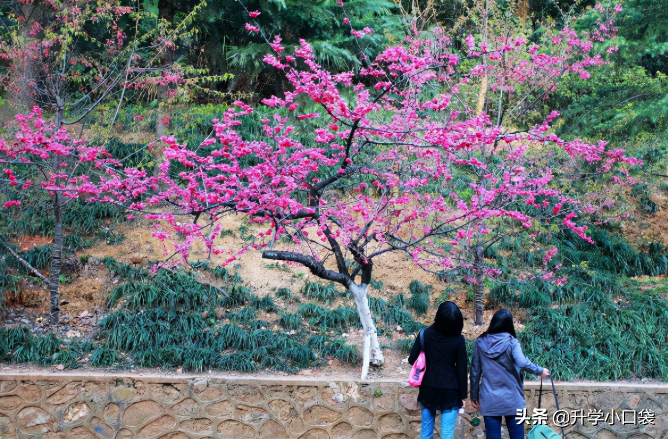 武汉大学本科生升学高校，2871人选择国内升学，1725留校读研