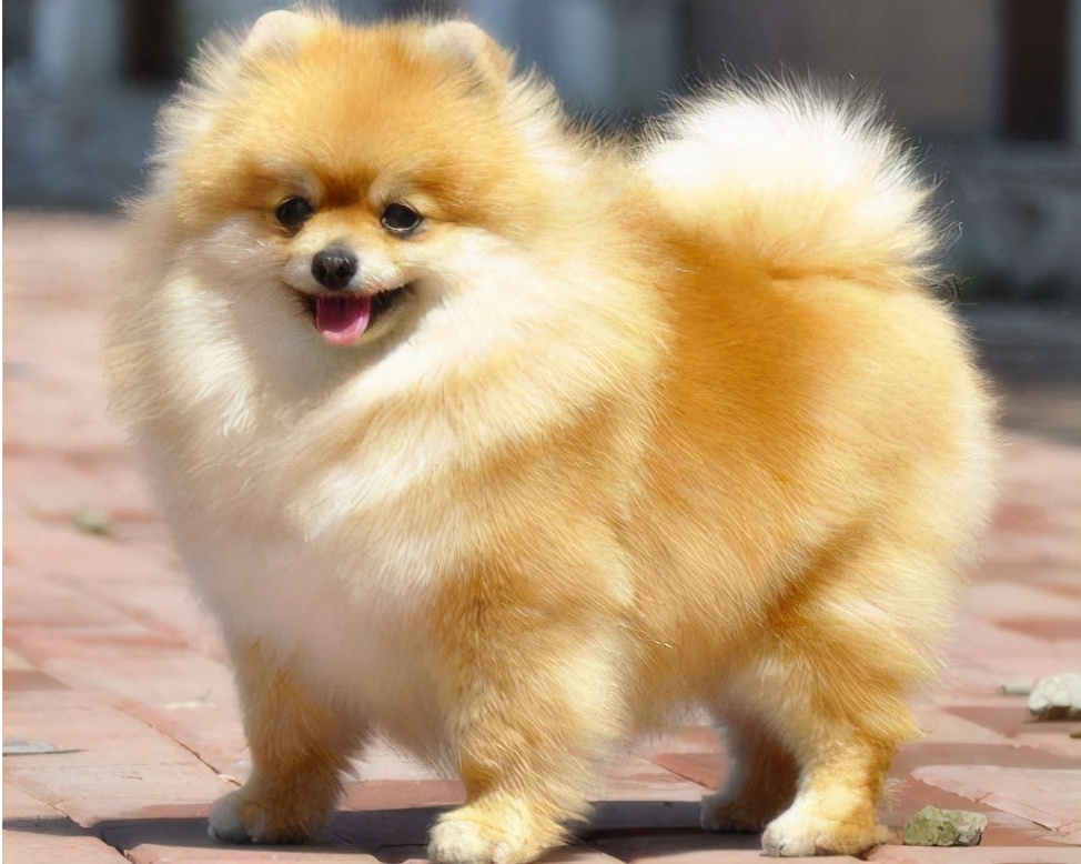 正宗博美嘴巴图片(博美犬身上最脏的) - 赤虎壹号