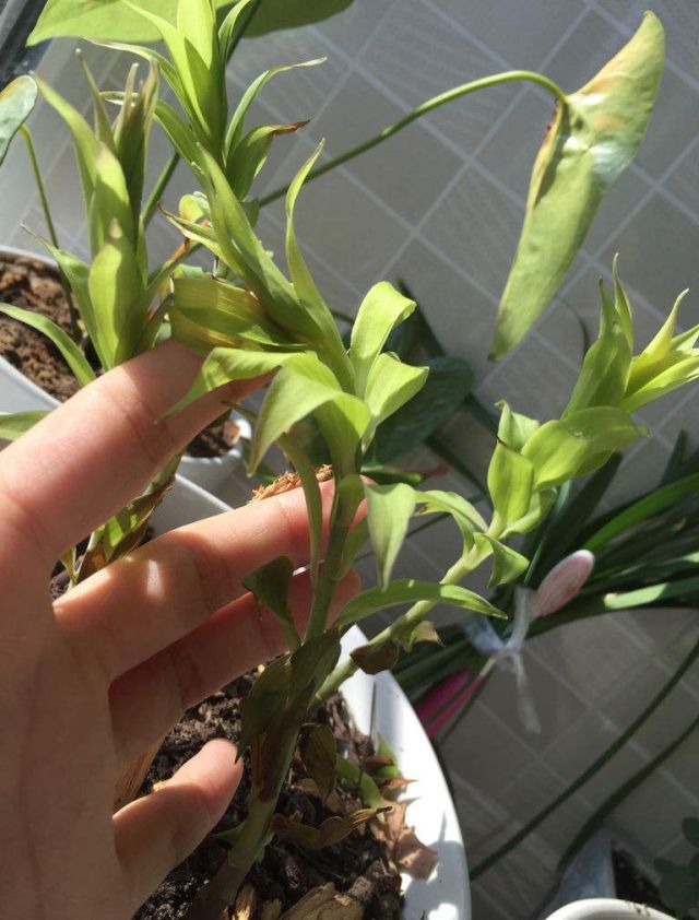 你过来,我告诉你秋冬季植物怎样养护?