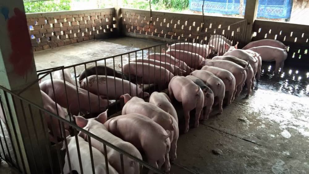 窝产仔数高低的主要影响因素