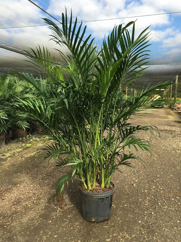 棕树图片大全（五种极具热带风格的植物盘点）