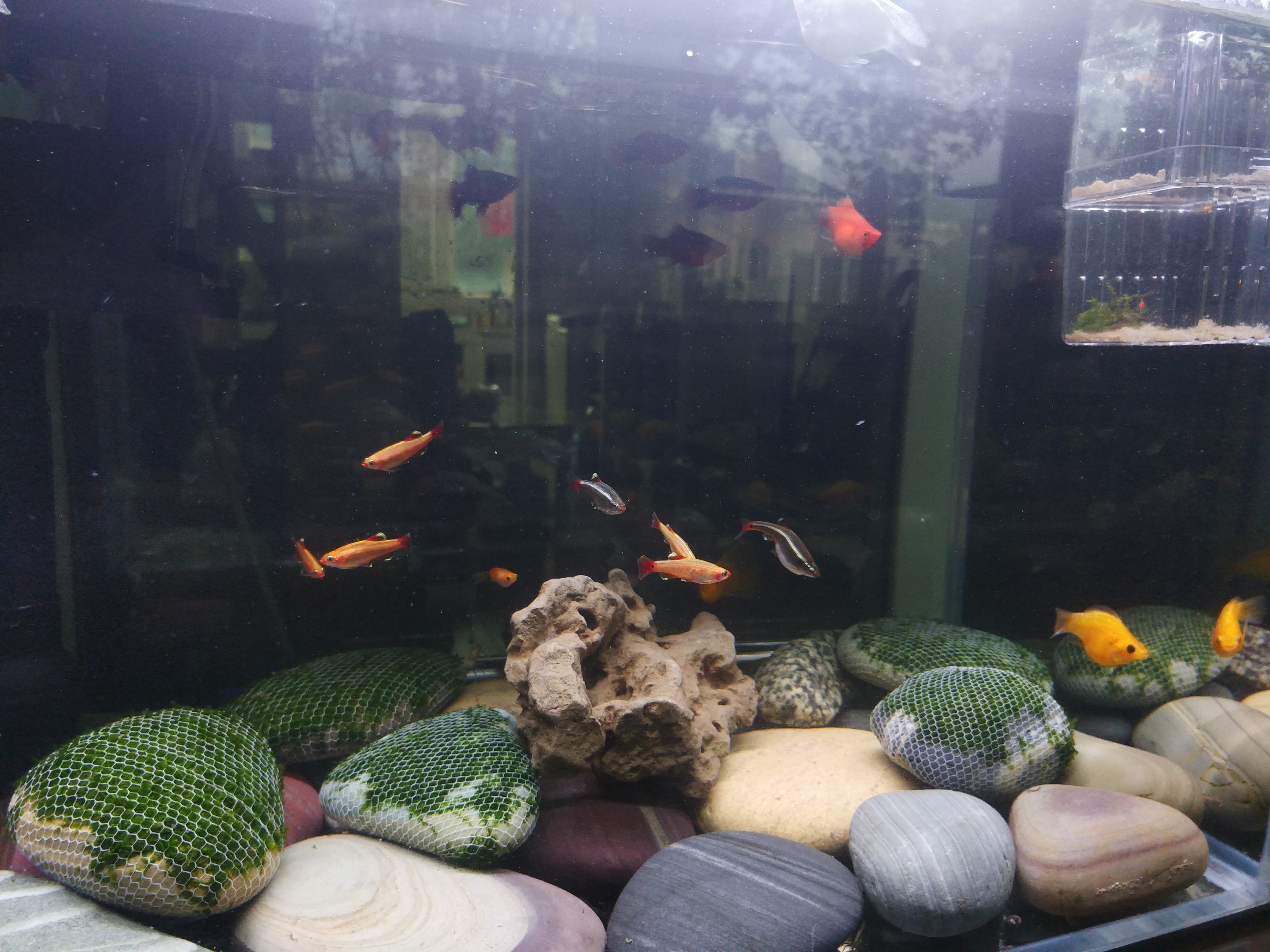 預算不超 200 元，能不能養(yǎng)魚？要買什么？你可以照我說的做 