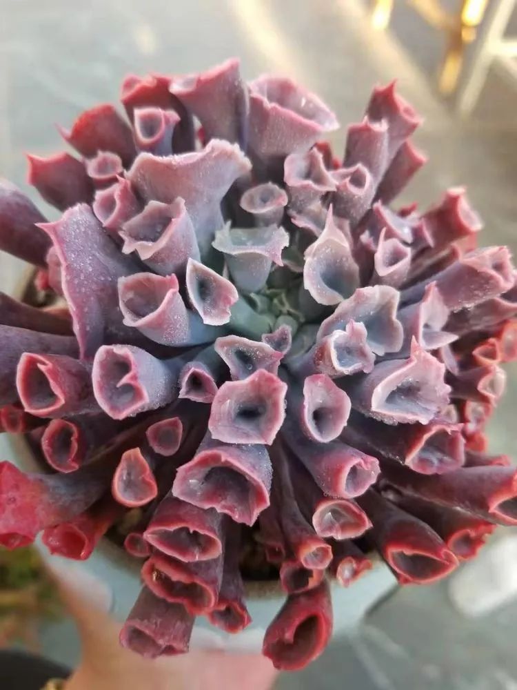 爱机车，爱多肉，宝妈花姐的诗和远方