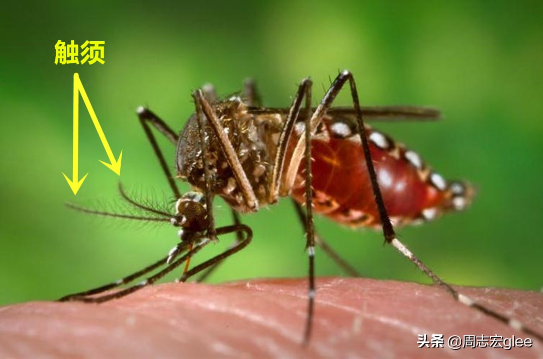 蚊子没有鼻子,它依靠头上的一对触须寻找目标.