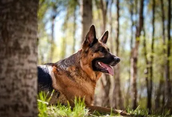 西德牧羊犬(养德国牧羊犬的4个好处和4个坏处)