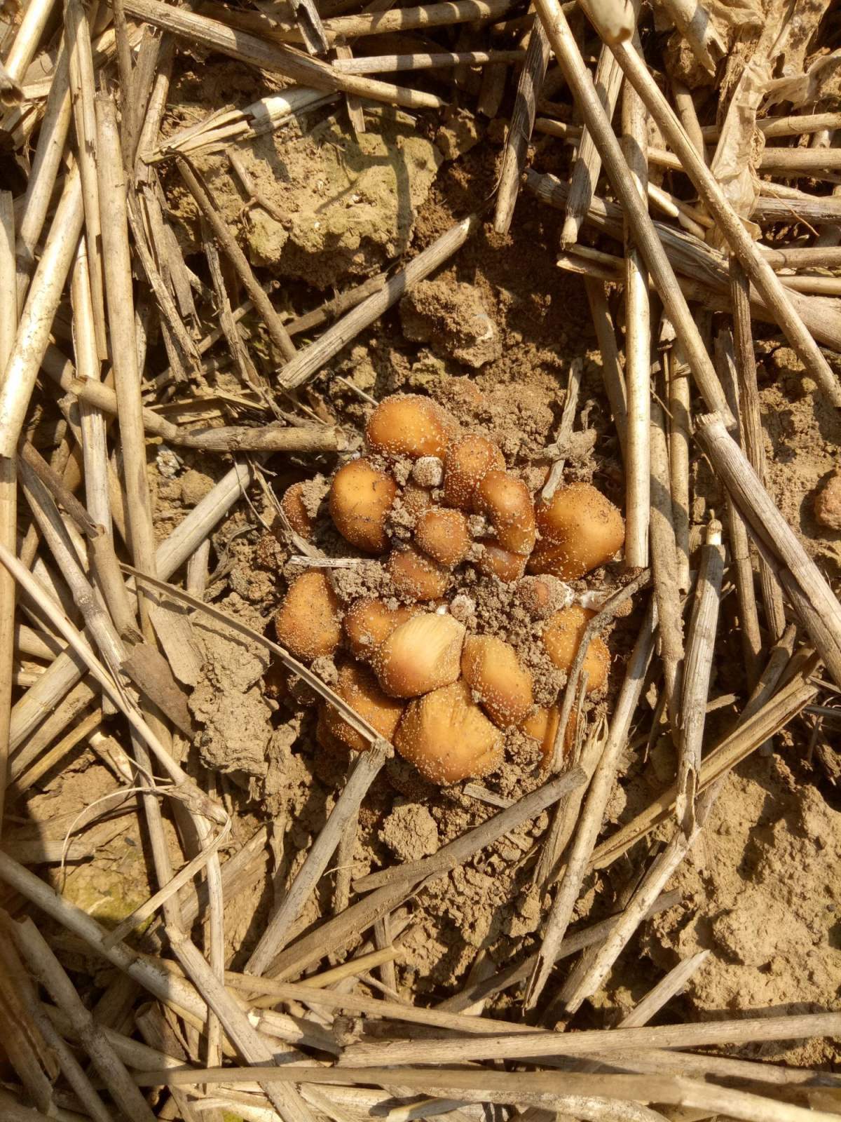 今日肾蕨的孢子是器官吗〔肾蕨的科属〕_云百科