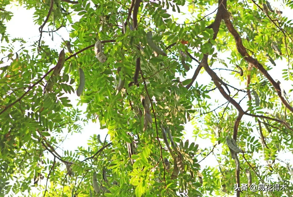 皂荚树与皂角树区别（全世界仅有6株野生的珍稀濒危物种）