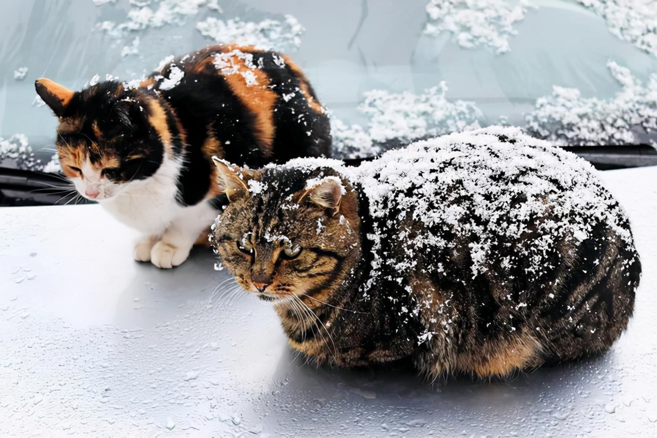 冬天养猫，一定要避开这5个“劫”，记住了就能安全过冬