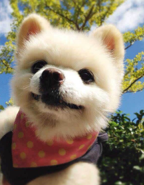 “俊介”博美犬怎么样?