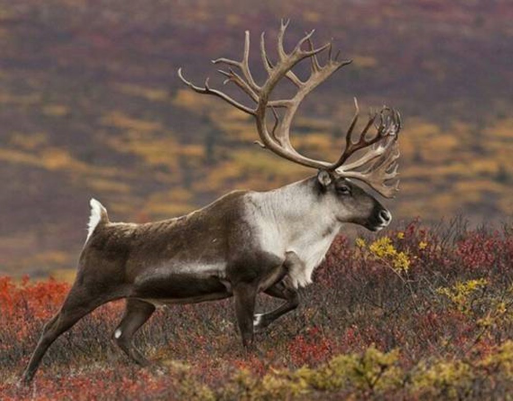 驯鹿的眼睛随季节变色,求偶叫声奇特,迁徙途中换下的毛发当路标
