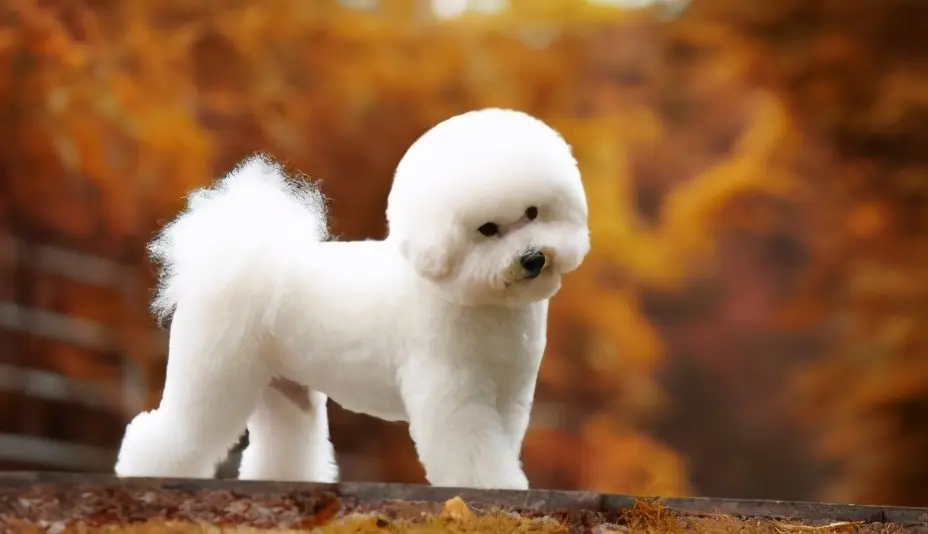 宠物狗一般能活多久（7种常见狗狗的寿命排行榜）