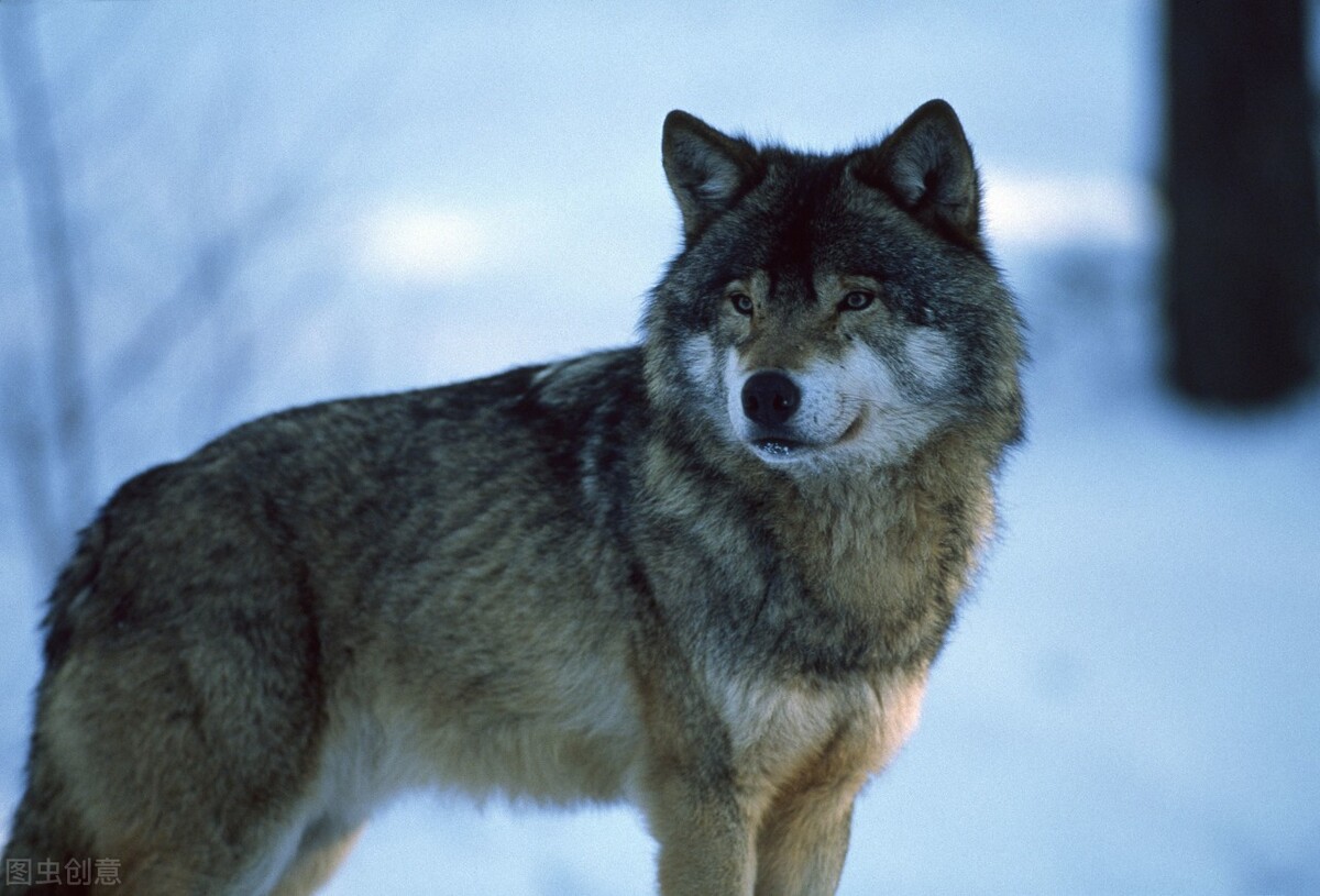 长白山惊世传奇:猎人靠驯养的一头狼,完成了抗联的情报传递