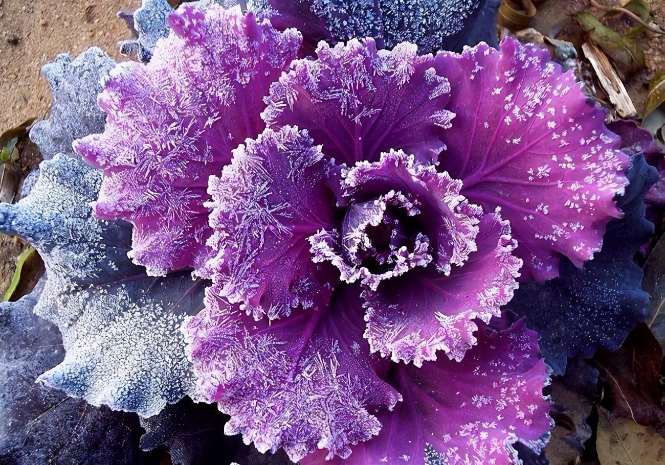 一种能当观赏花的菜，名叫羽衣甘蓝，冬天最耐冻，叶子好几种颜色