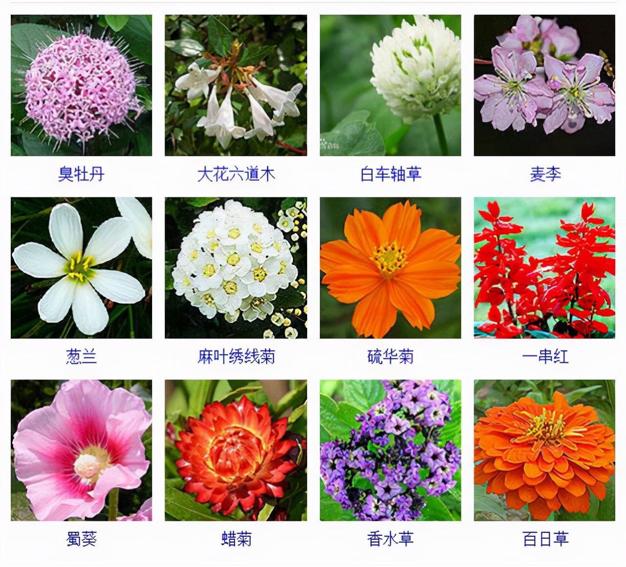 常见花草图片及名称图片