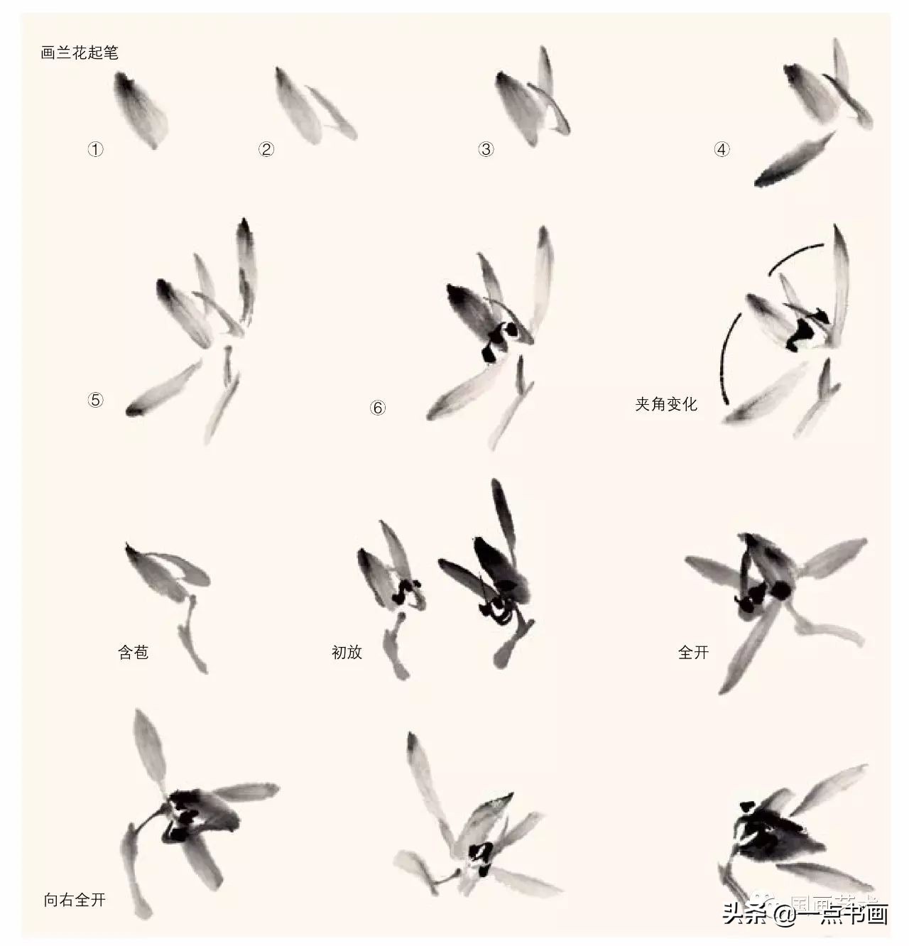 兰花画法教程
