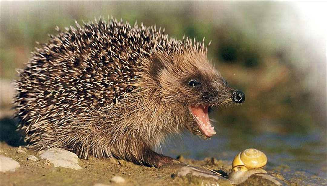 小刺猬喜欢吃什么东西? -生活知识库-动动脑