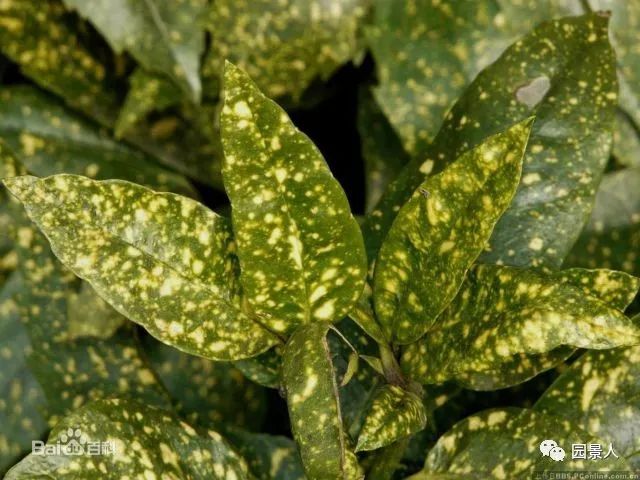 地被植物如何配置?