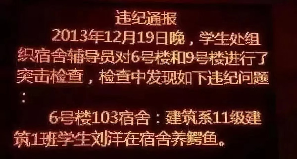 大学生在宿舍养猪被通报批评：因猪长太大被发现