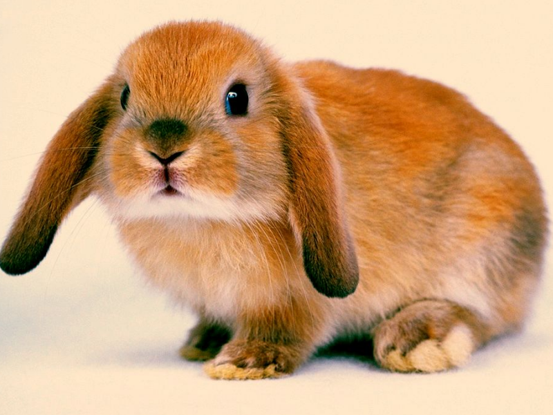 宠物兔有哪些种类你知道吗?各品种兔价格图片介绍