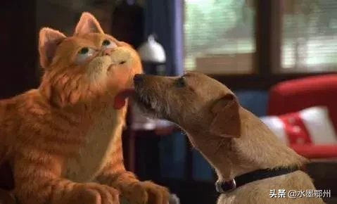 刷完100部“猫片”,发现你们对喵星人的偏见竟如此之大