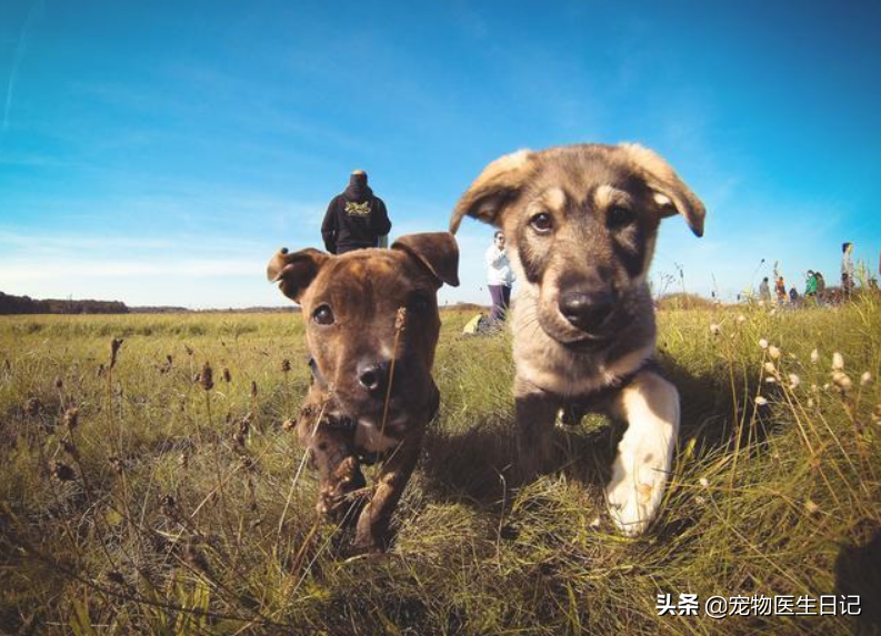 辟谣：犬疥螨病很简单，其实简单中也有很多小细节要注意