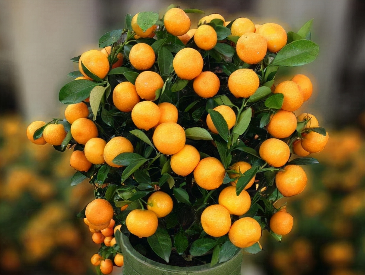 客厅金桔树怎么养经验分享「干货」 -骁龙网