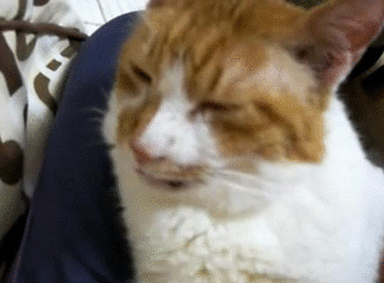 猫咪打鼾正常吗？你可能忽略了这些隐患