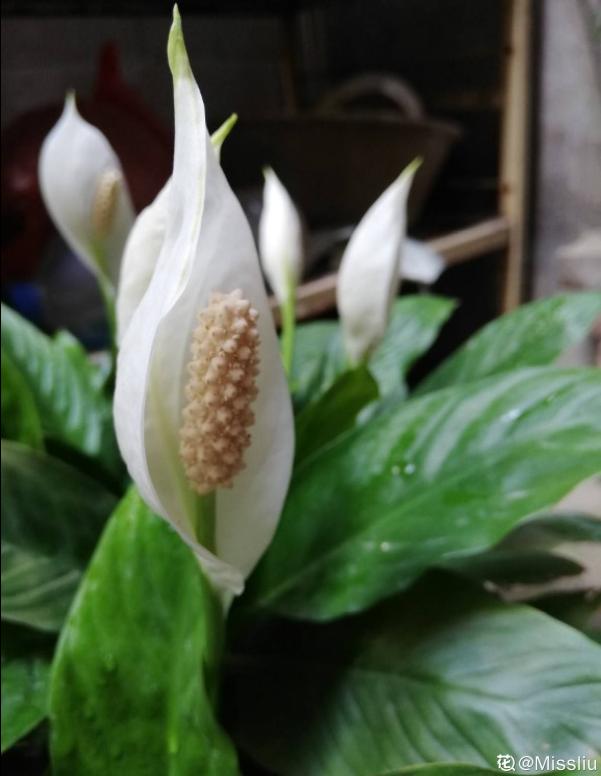 10种花,冬天喝水不能断,湿润过冬才能绿油油