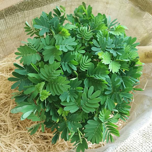 含羞草虽然很“害羞”,但是花叶超美,而且栽培方便,养护简单!