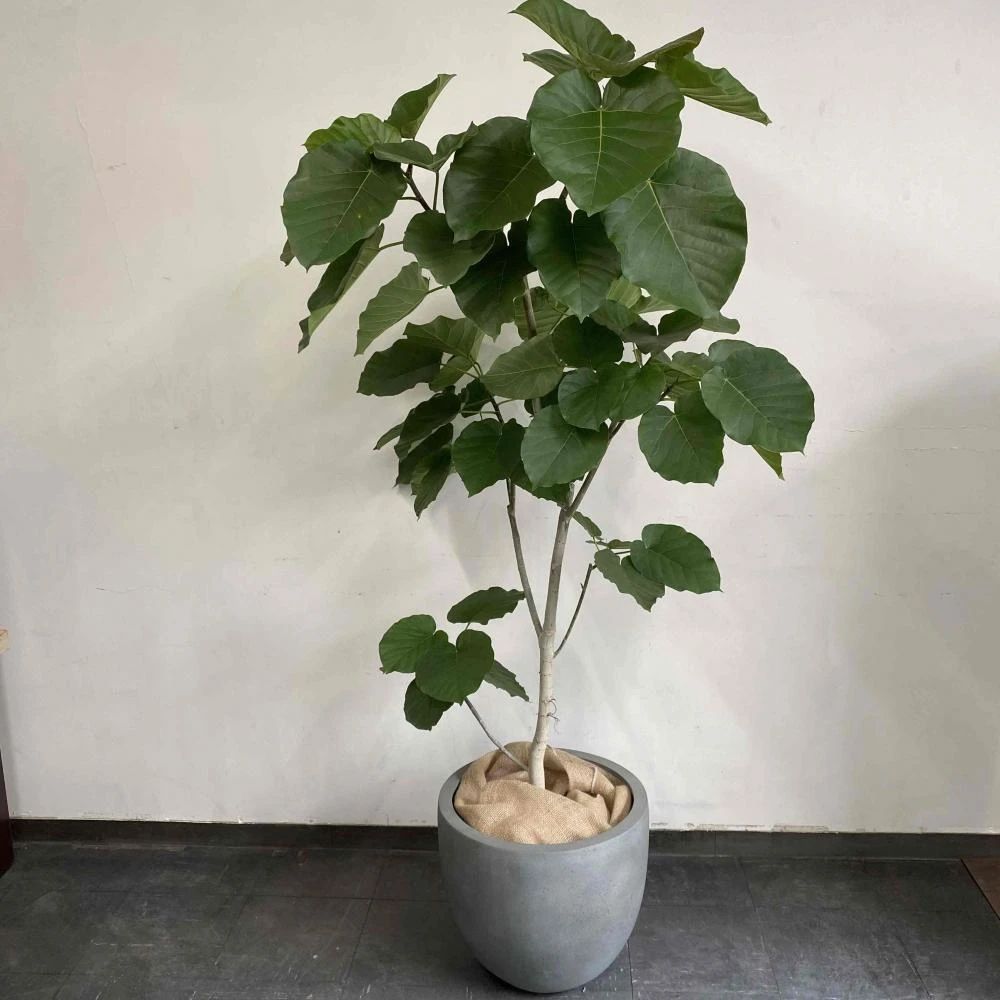 人气极高的7种室内观叶植物,这些盆栽植物多年流行一直没衰减