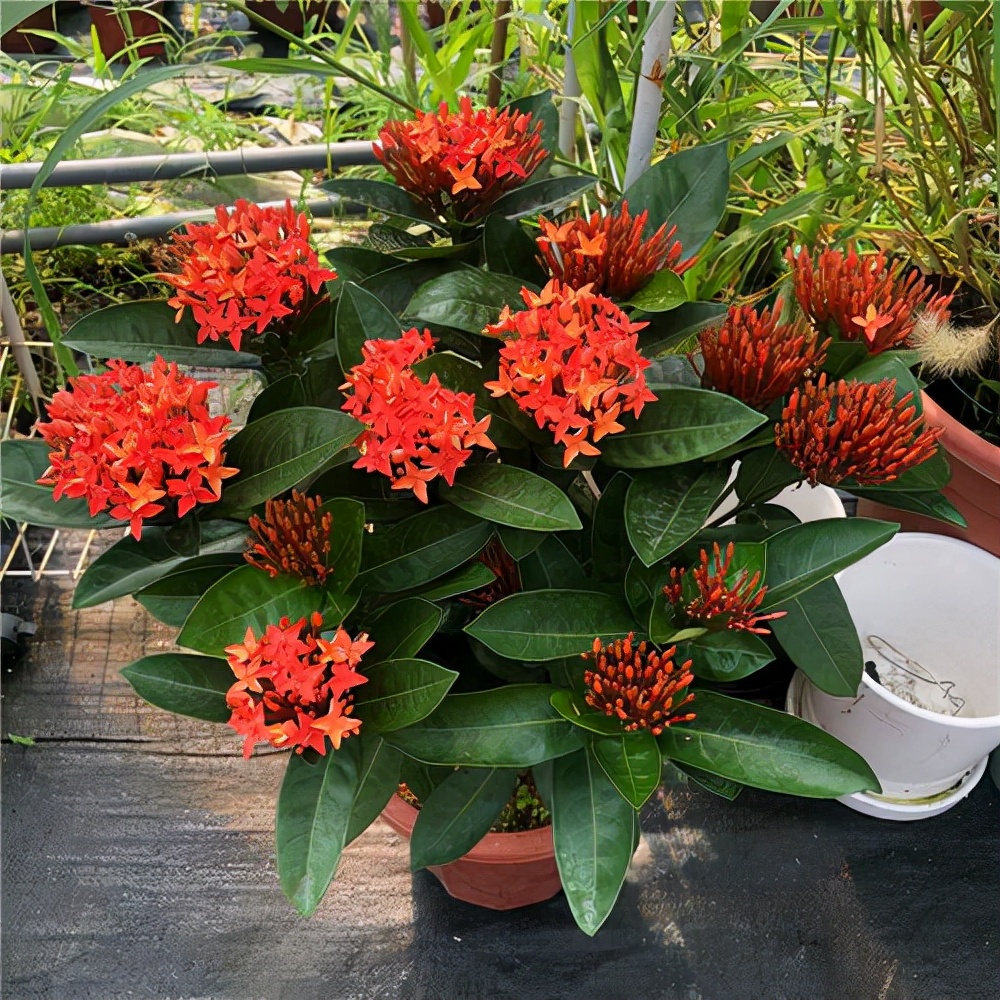 5种"霸气花",个个带"祥龙",家里养一盆,镇宅有吉利