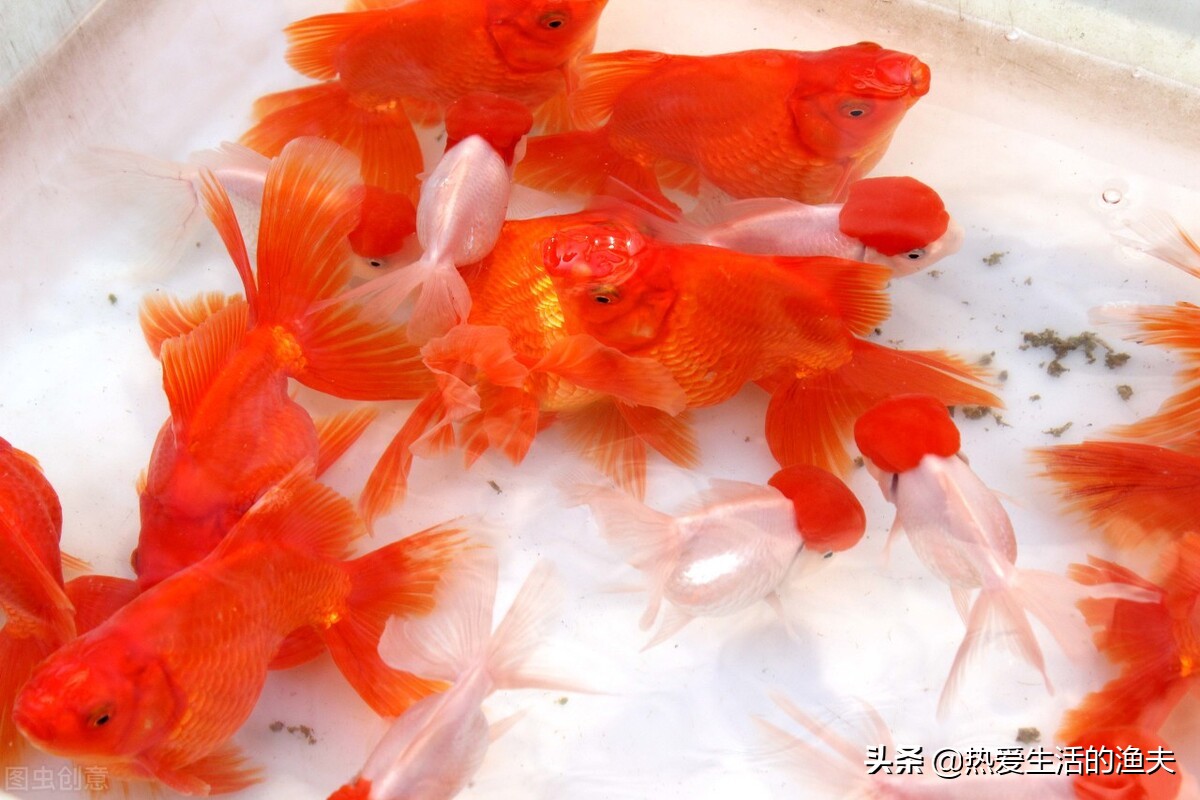 从喂食过滤等角度总结一篇尽量全面的孵化金鱼鱼苗的饲养攻略