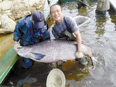 青鱼的“悲哀”：衔着宝石的明星鱼，却因野蛮生长而沦为“废柴”