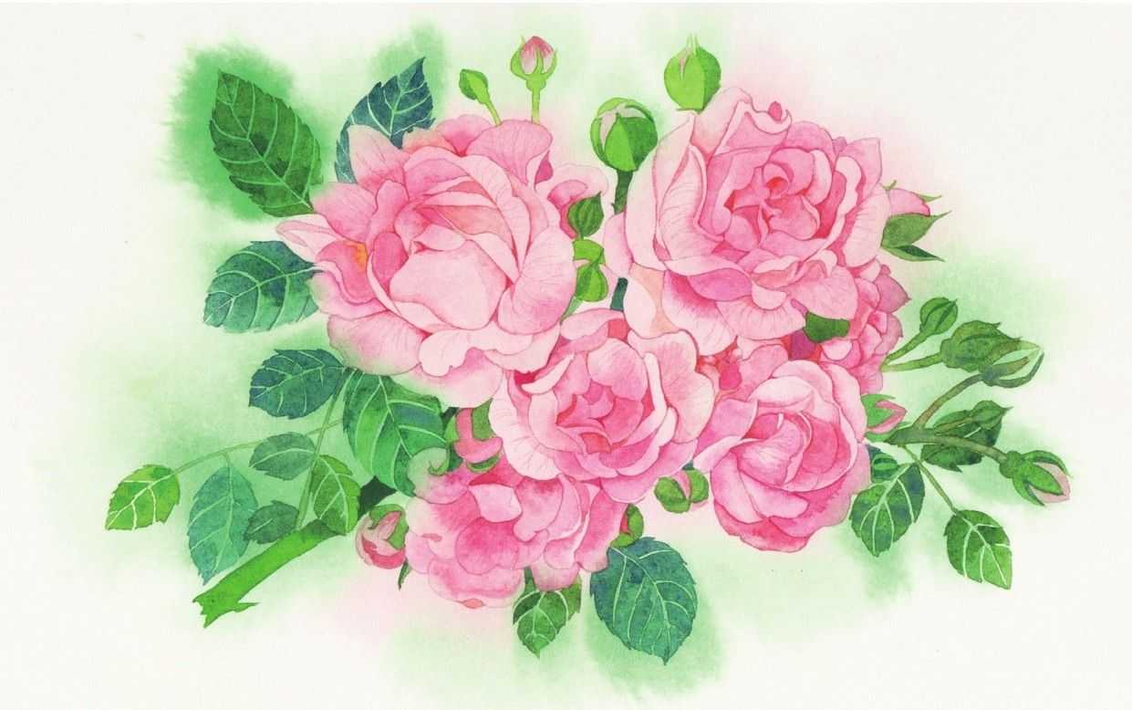 水彩蔷薇,画的太美了,想不想学?只需7步,你也能画出来