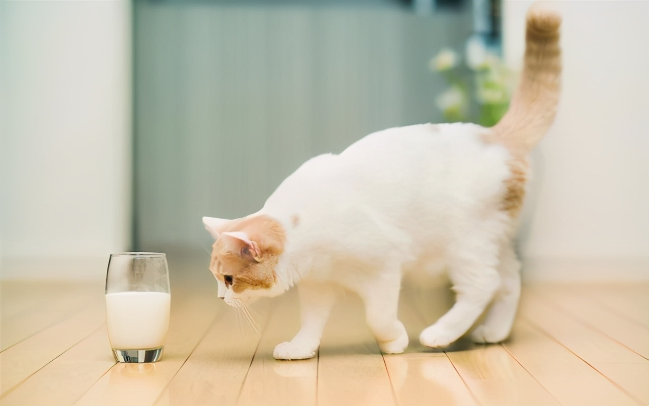 记住千万不能让猫咪吃什么!太恐怖了!