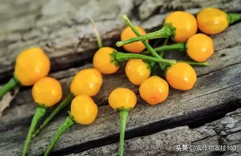 这是世界上最贵的辣椒!每公斤23万,想买还买不到