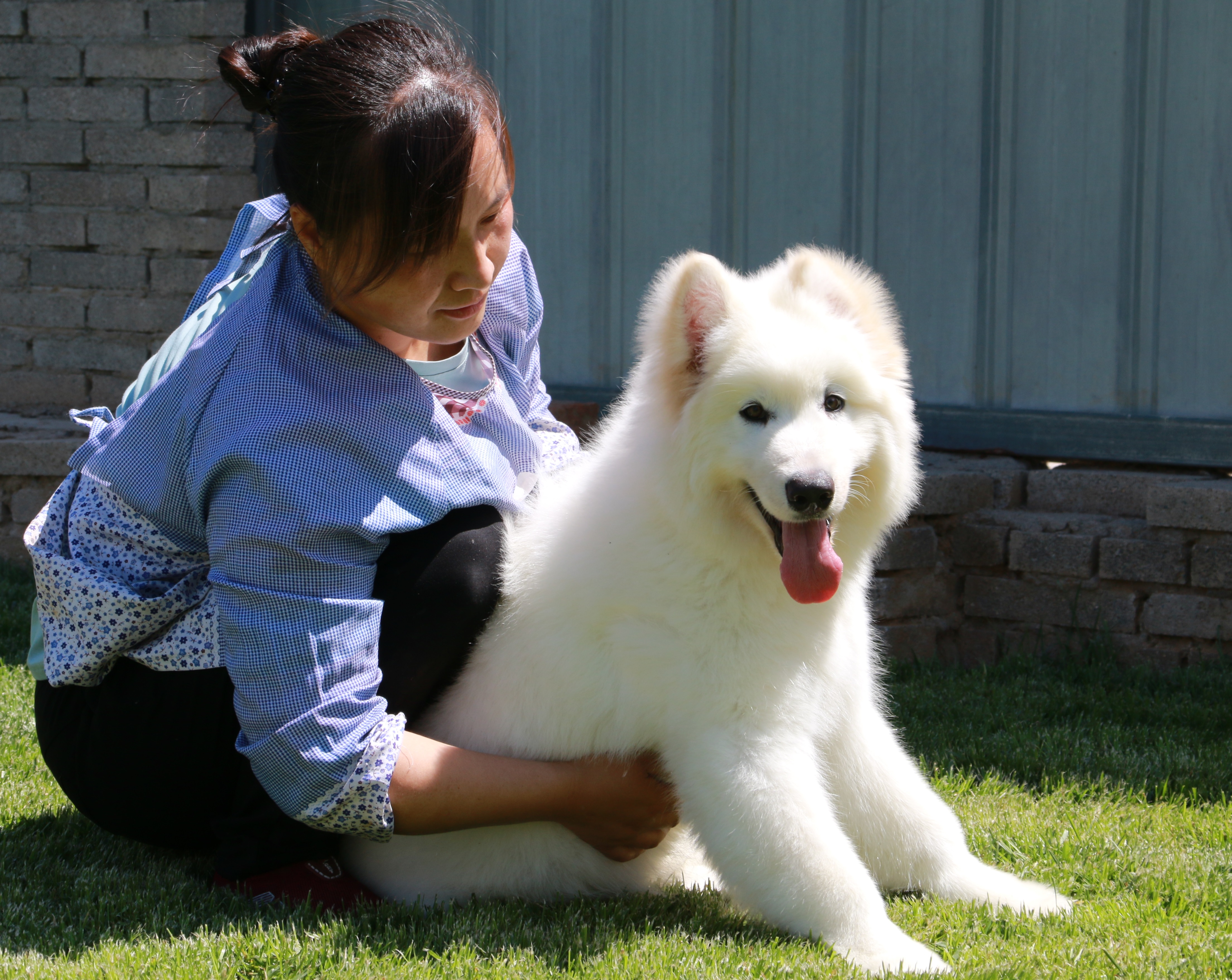 居然有纯白色的阿拉斯加雪橇犬