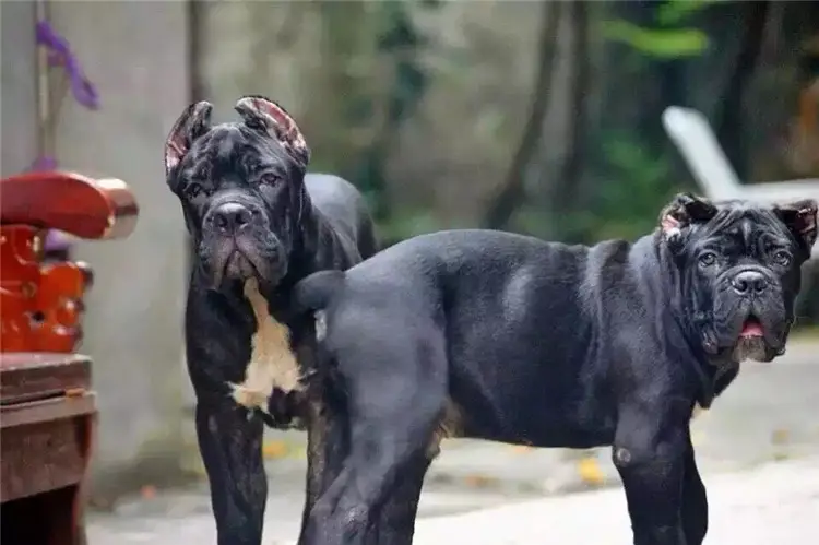 世上最凶猛十大恶犬（世上最凶猛的狗排名）