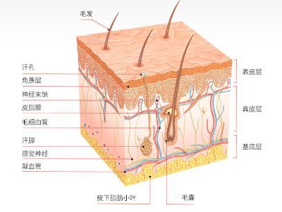 去角质搓出泥是假的(去角质到底是精准式护肤？还是自杀式毁容？)