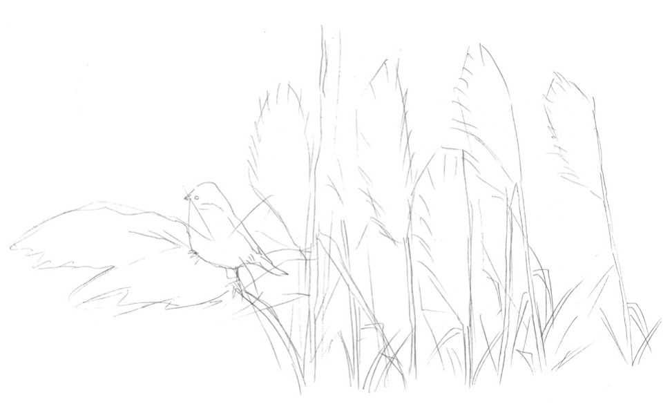 听说你不会画芦苇钢笔画，视界教你画芦苇，简单易学，快来临摹