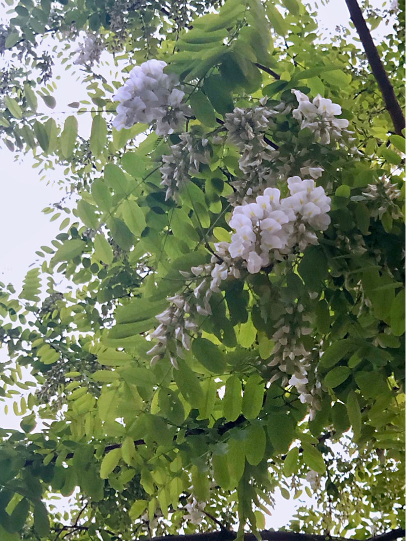 槐树叶子图片(家门口40年的大槐树) - 赤虎壹号