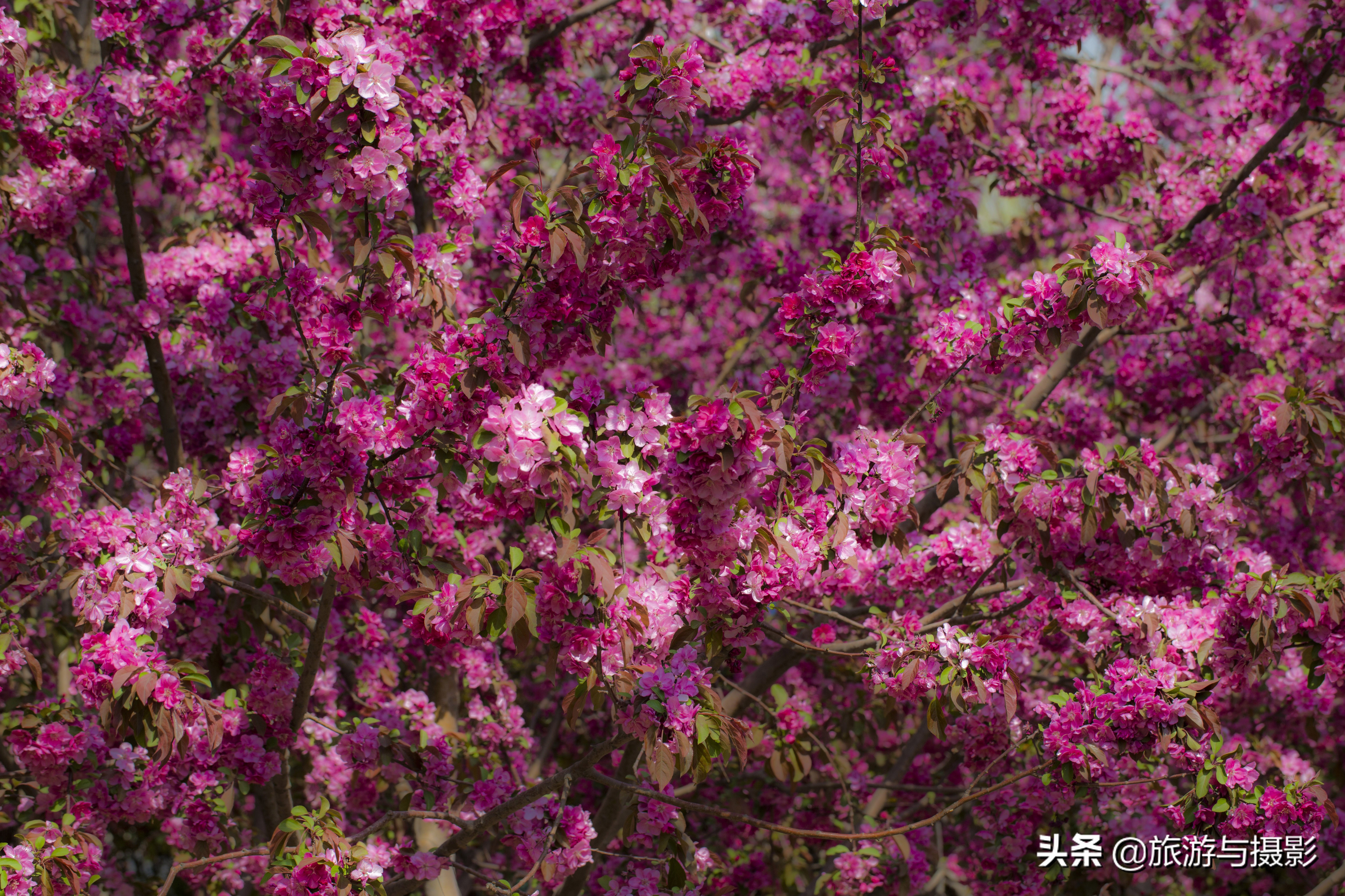海棠花古诗美图38首