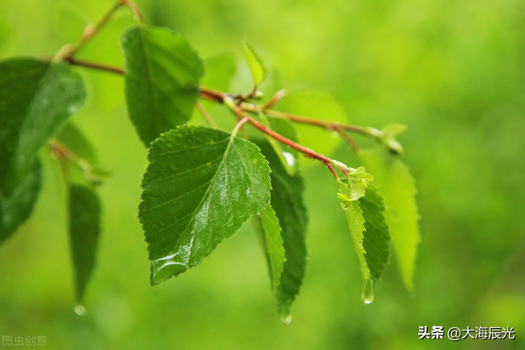 风雨之后，一片清新，诗意盈心