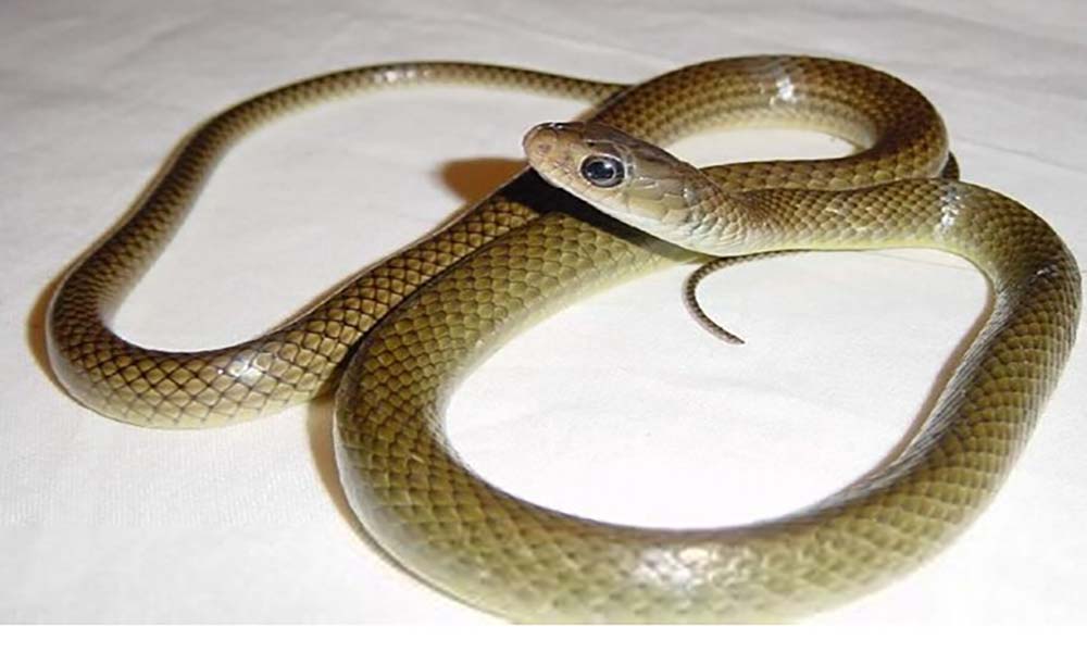 贵州常见的蛇图片
