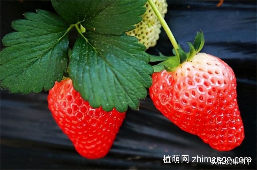 草莓种植季节，草莓什么时候种植比较好