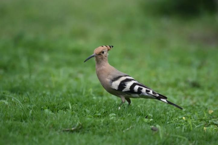 今年暑期，这3部电视剧超火，主角全部来自重庆这所高校！