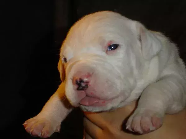 国外十种顶级猎犬，杜高才排第四，第一你想不到